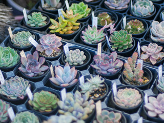 many kind of cactus on the table with sunshine on it