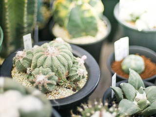 many kind of cactus on the table with sunshine on it