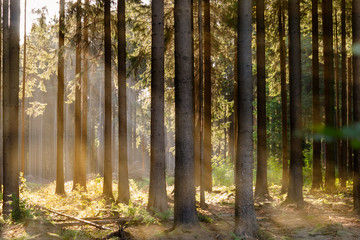 Sonnenstrahlen im Wald