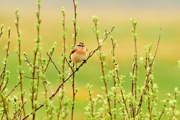 Pokląskwa na zielonych gałązkach © Katarzyna