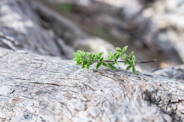 Fresh oregano twig on olive tree background. Raw oregano on grey natural wooden background. Copy space for text or products. Natural Greek oregano.