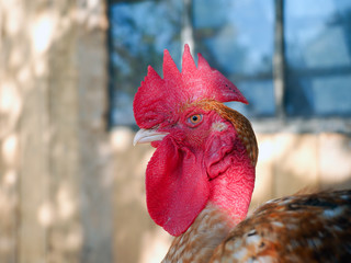 rooster of breed bare neck close up