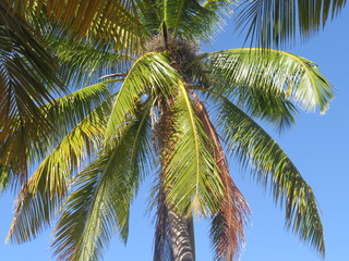 palm tree with coconuts