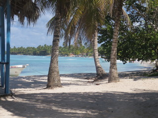 tree on the beach