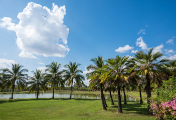 Green grass field with palm tree in Public Park