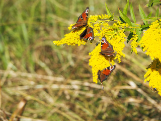 Four peacocks on a ragweed inflorescence