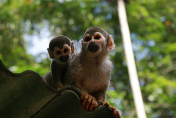 Macaco de Cheiro da Amazônia