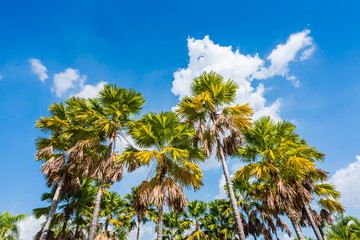 Fototapeta premium palm tree in Public Park