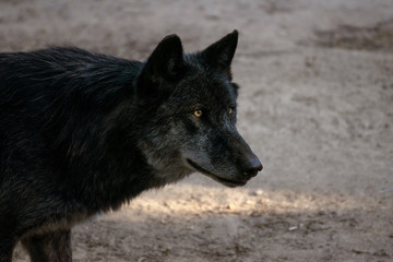 Retrato de un lobo ártico negro