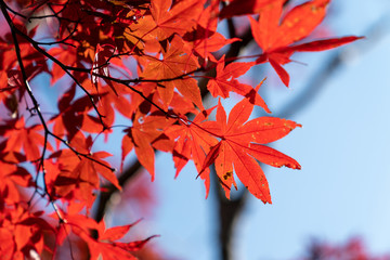 郡上八幡の紅葉