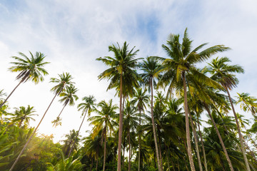 Naklejka na ściany i meble Coconut palm tree on tropical sea beach sunrise light
