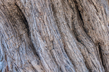 Texture trunk of an old olive tree Natural design element. Texture of a trunk an old olive tree. Macro of a bark of olive tree. Olive wooden background.