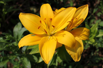 Closeup yellow nankeen lily flower 