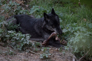 Lobo negro comiendo la pata de un jabalí