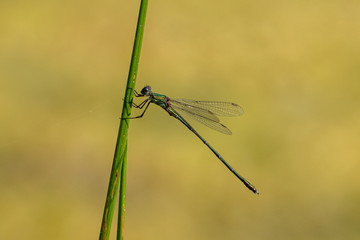 Emerald damselfly (Lestes sponsa) holding onto a green leaf stem