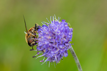 Mimic bee collecting pollen from a wild purple flower
