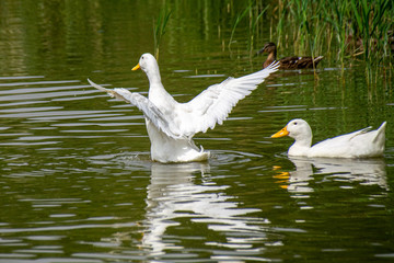 White pekin ducks flapping and stretching wings