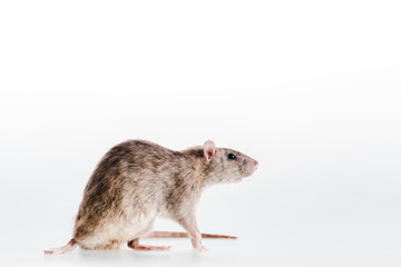 cute and small rat isolated on white