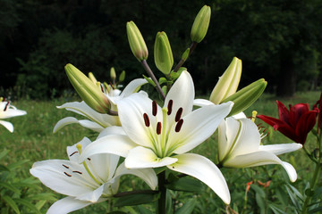 Group of blooming white nankeen lily flowers