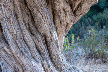 Trunk of an old olive tree Natural design element. Texture of a trunk an old olive tree. A bark of olive tree. Olive wooden background copy space for products or text.