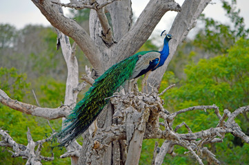 Peacock on the tree of Sri Lanka