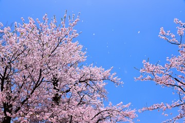 臥竜公園の桜