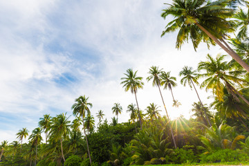 Fototapeta na wymiar Coconut palm tree on tropical sea beach sunrise light