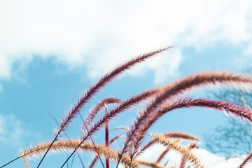 Flower brown and red grass sky beautiful background