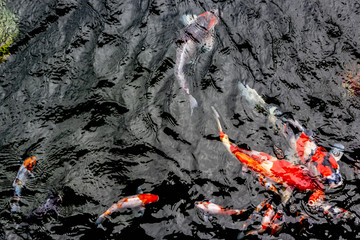 Koi fish swimming in a black pond