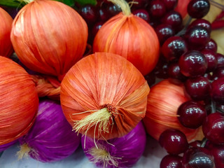 Close - up of young green branches of grapes in the vineyard .