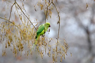 Zielona papuga, czli aleksandretta obrożna © Katarzyna