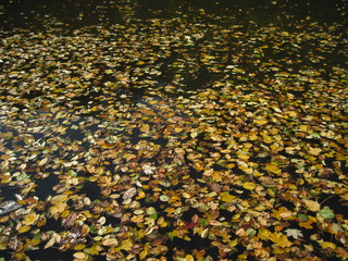 yellow leaves in the water