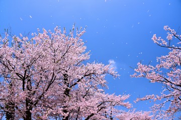 臥竜公園の桜