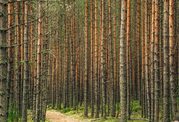 Pine trees in the forest. Beautiful forest background