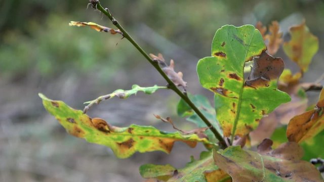 Dry oak leaves in autumn just before the yellow leaves fall from the branch of the tree