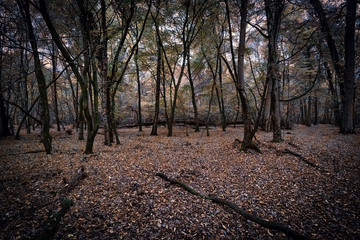 Magischer Herbstwald