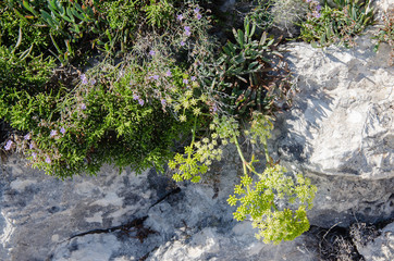 Mittelmeerküste am Gargano