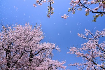 臥竜公園の桜