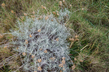 Mittelmeerküste am Gargano