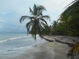 Obraz na płótnie Canvas palm tree on tropical beach