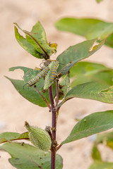Monarch Butterfly (Danaus plexippus) Larvae caterpillar on Milkweed plant. 