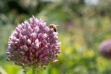 Great Dixter House and Gardens