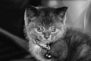 a cute kitten looking in black and white tone and gain