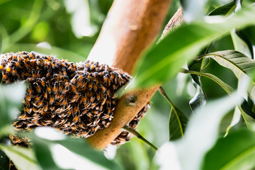 Group of small bees working at honeycomb on tree