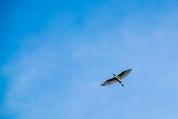 A bird flying in the blue sky