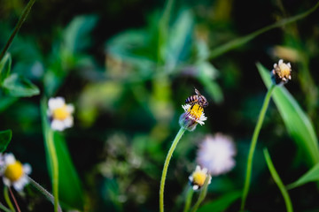 A bee on the grass flower.