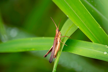 View of the grasshopper eating the dew and the natural background