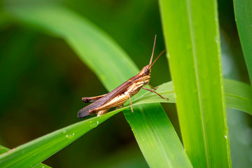 View of the grasshopper eating the dew and the natural background