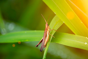 View of the grasshopper eating the dew and the natural background