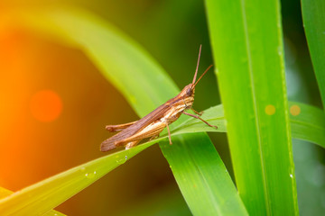 View of the grasshopper eating the dew and the natural background